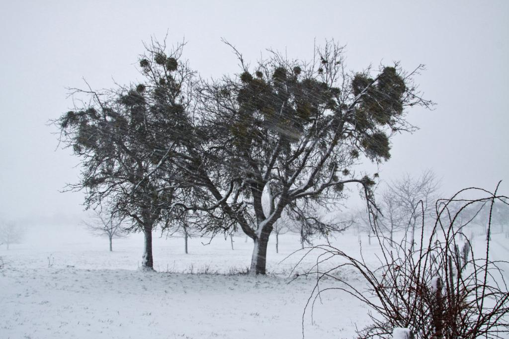 Bäume im Schneetreiben.jpg - Bäume im Schneetreiben / Bad Feilnbach